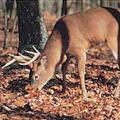 TGT-Face- Delta Photo Animal Target Feeding White Tail 5059Ea